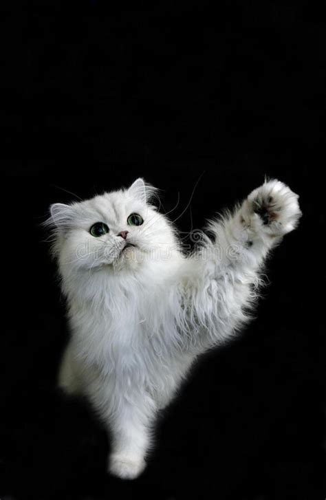 Chinchilla Persian Domestic Cat with Green Eyes, Cat Playing Agaisnt Black Background Stock ...