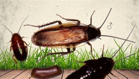 Pennsylvania Wood Cockroach - How To Identify And Get Rid Of Them!