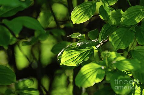 Green rays Photograph by Lyudmila Prokopenko - Fine Art America