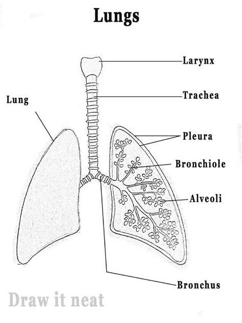 How to draw Lungs diagram | Science drawing, Biology diagrams, Basic anatomy and physiology