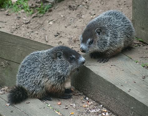 Nature Notes: Winter is Coming | The Michigan Nature Guy’s Blog