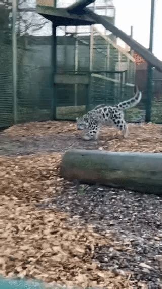 Snow leopard cub playing : r/funnycats