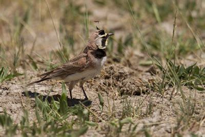 Elk Lake News - Life at a Montana Mountain Lodge: Wildlife Photography ...