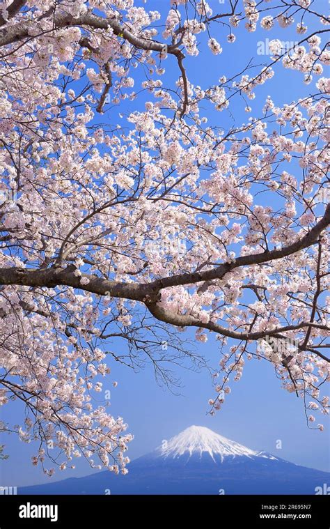 Fuji and cherry blossom Stock Photo - Alamy