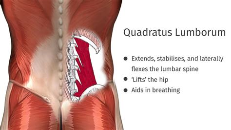 QL Muscle Strengthening: Beat Low Back Pain | PhysioPrescription