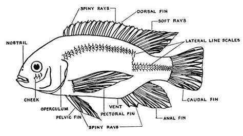 [DIAGRAM] Parts Of A Fish Diagram - MYDIAGRAM.ONLINE