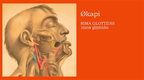 Økapi - RIMA GLOTTIDIS ˈriːmə glɒtidis Part II - YouTube