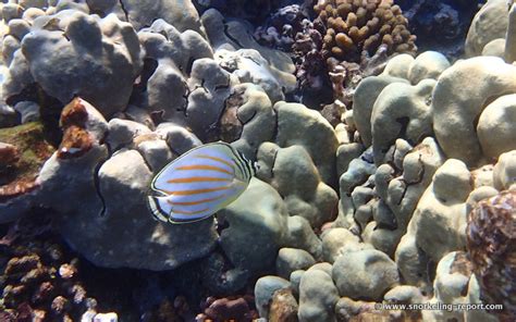 Snorkeling at Captain Cook Monument | Snorkeling the Big Island of Hawaii