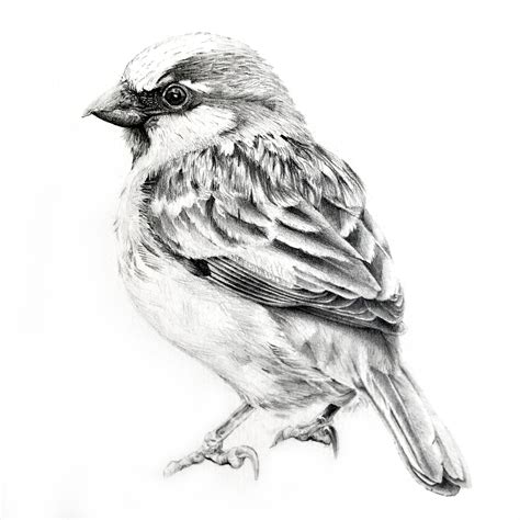 Sparrow - Illustration - Pencil | Bird pencil drawing, Sparrow art ...