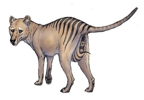 the Tasmanian Tiger. belived to be extinct now. But there has been sightings and also cloning ...