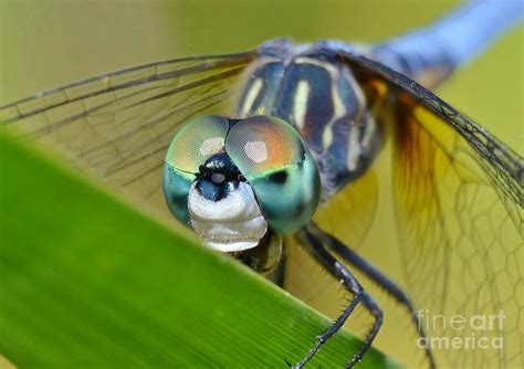 Face Of The Dragonfly Photograph by Kathy Baccari - Fine Art America