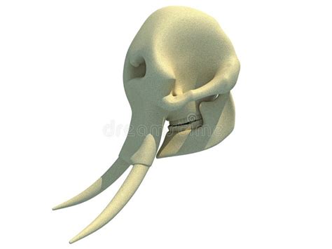 Elephant Skull Anatomy 3D Rendering Stock Illustration - Illustration of animal, nature: 252749847