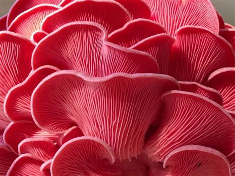 The top 30 Ideas About Pink Oyster Mushrooms - Best Recipes Ideas and Collections