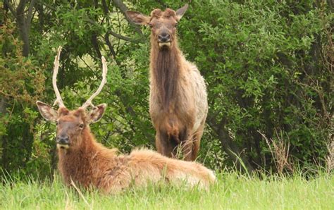 Virginia researchers considering new ways to warn drivers about elk ...