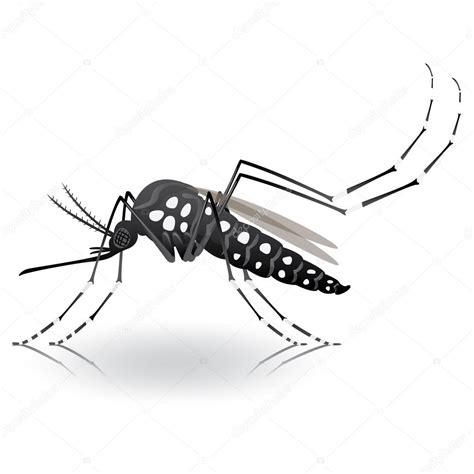 Nature, Aedes Aegypti Mosquito stilt. Ideal for informational and institutional related ...