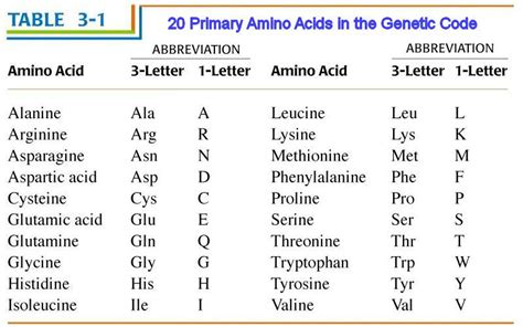 20 amino acids chart | The 20 amino acids specified by the 61 codons of ...