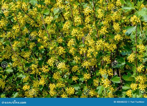 Flowering of Bushes Blackcurrant Stock Photo - Image of blossoming, spring: 40048222