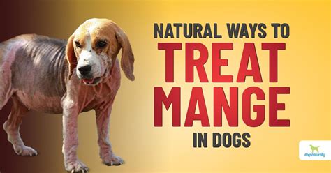 Borax Mange Treatment For Dogs