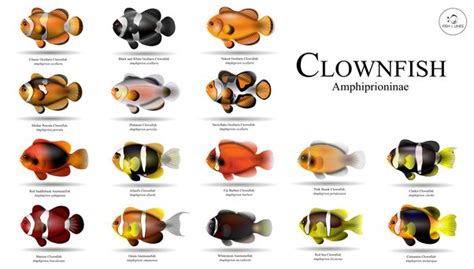 Most Expensive Clownfish