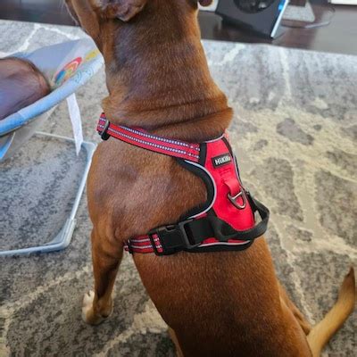 Dog Harness No-pull Pet Harness Adjustable Soft Padded Dog - Etsy