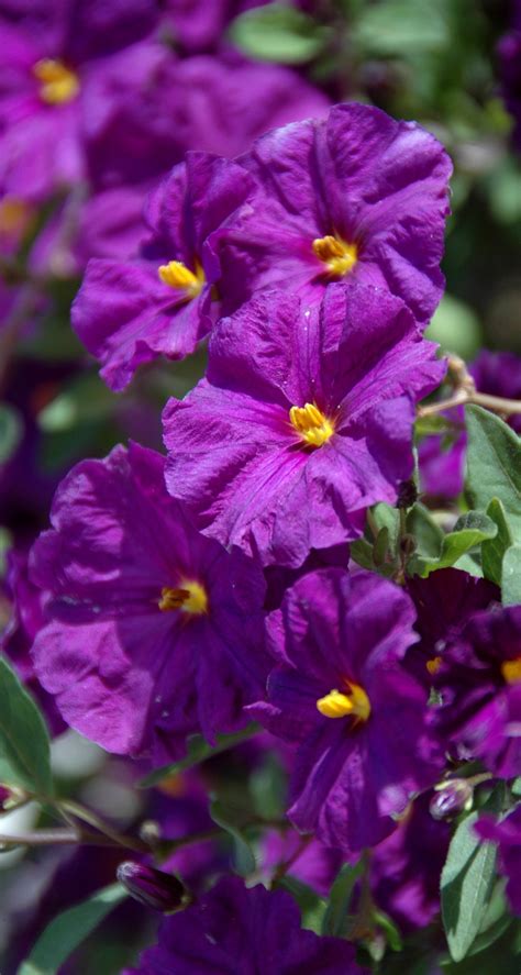 20070606-5369 Purple Flowers