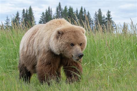 Close up view of a Female Alaska Brown Bear Photograph by Mark Hunter | Fine Art America