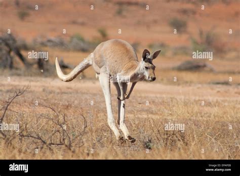 Wild red kangaroo jumping in the outback. Australia Stock Photo - Alamy