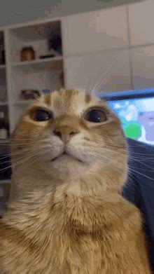 Cat Stare GIF - Cat Stare - Discover & Share GIFs