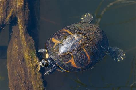 Pond Slider Turtle Photograph by Rudy Umans - Fine Art America