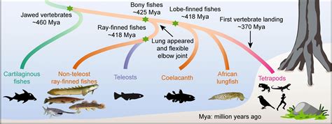 Comments on: Surprise! We're More Like Primitive Fishes Than Once Believed - SciTechDaily ...