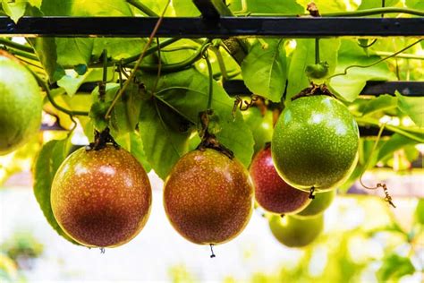 How To Grow Passion Fruit In Your Backyard | Lawn.com.au