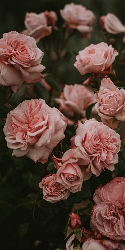 Pin by Matthew on Wallpapers | Flower aesthetic, Pink flowers photography, Flower phone wallpaper