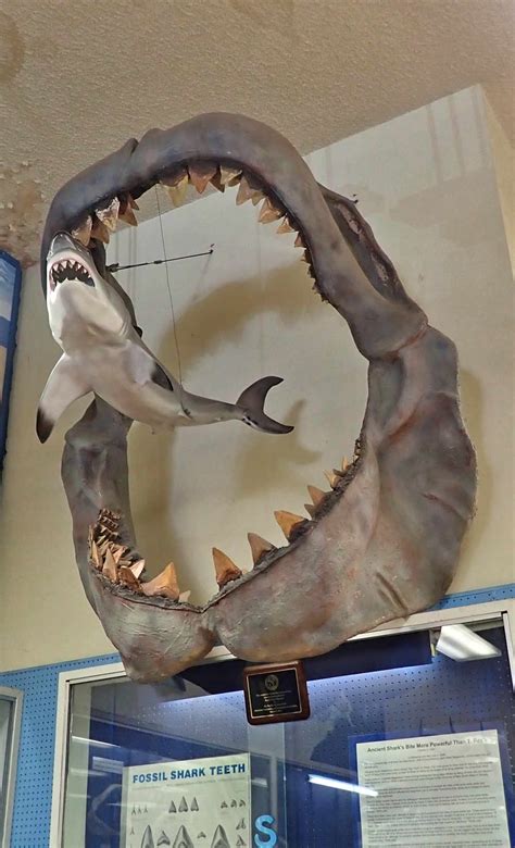 Worlds Largest Megalodon Shark