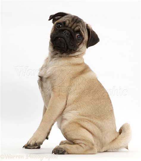 Dog: Pug puppy sitting photo WP42277