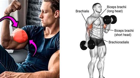 Bicep Workout With Dumbbells | Arm Workout With Dumbbells | Bicep And ...