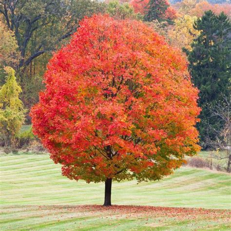 Dealing With Maple Seedlings Everywhere? Here's What To Do