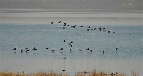 Coorong National Park Wildlife South Australia