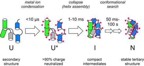 RNA Folding | Woodson Lab | Johns Hopkins University