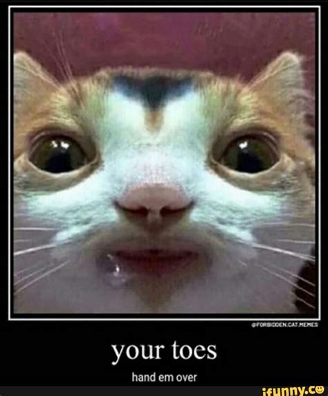 CAT MEMES: your toes hand em over - iFunny