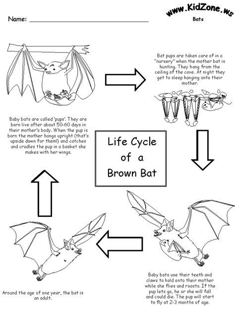 Bat Activity Sheets - Lifecycle of a Brown Bat