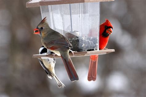 Providing Food for Birds in the Winter – Backyard Birds | The Bird Food ...