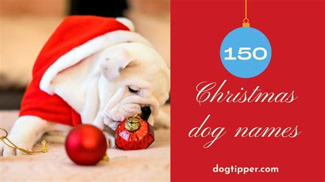 130+ Christmas Dog Names for Holiday Puppies! 130 Christmas Dog Names