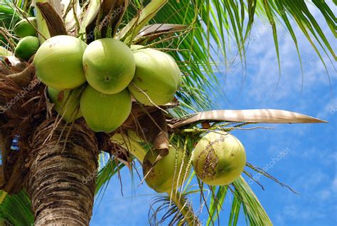 Coconut tree Stock Photo by ©kritiya 10863312