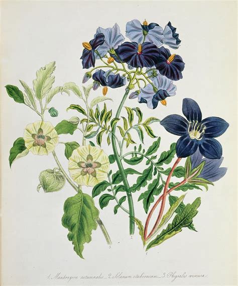 Nightshade Family Plants Photograph by Natural History Museum, London ...