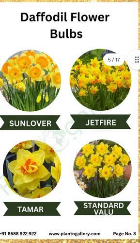 Daffodil Nargis Or Narcissus Flower Bulbs at Rs 50/piece | Flower Bulbs ...