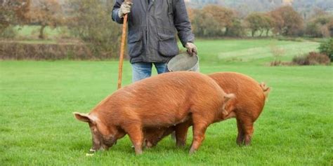 4 Red Pig Breeds You'll Love - Farm Desire