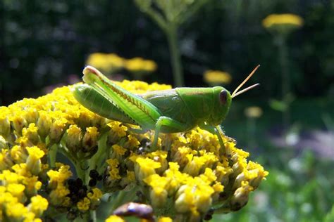 Common Garden Pests | HGTV