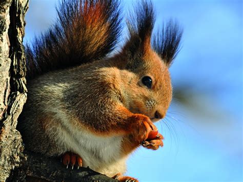 Welcome to British Red Squirrel, Conserving our native red squirrel across the British Isles