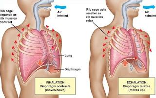 Healthy and Fit: Breathing Exercises – Improve Lungs Strengthening