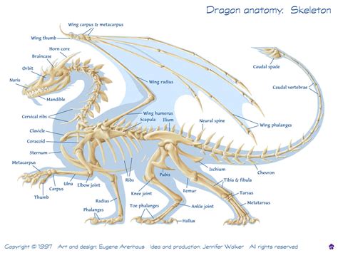 Snake Bones Diagram Snake Skeleton Wikipedia The Free Encyclopedia - Human Anatomy Body